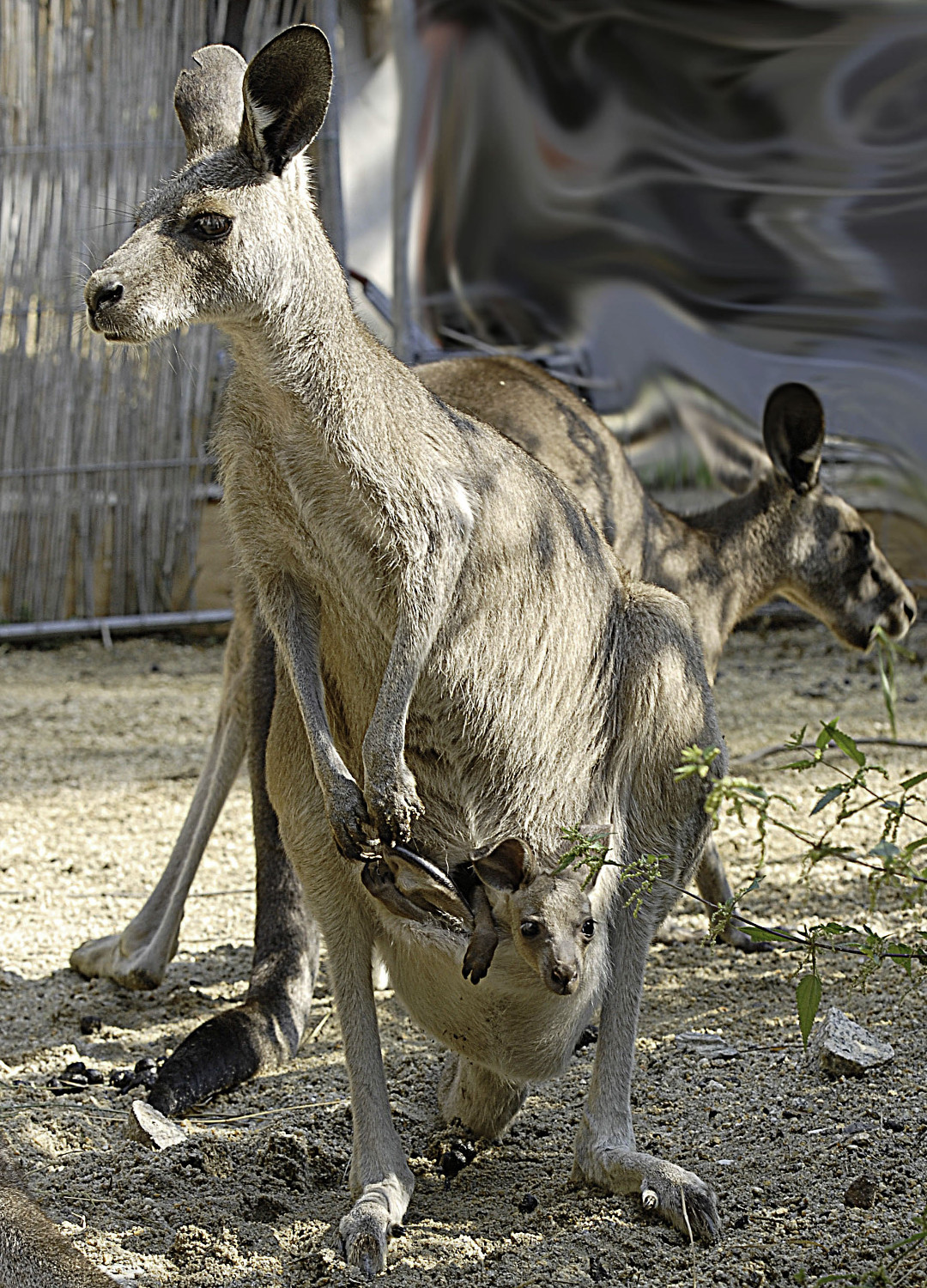 Pierwsze potomstwo kangura